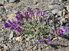 Penstemon purpusii