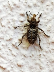 Coniocleonus