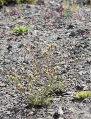Chaenactis douglasii douglasii