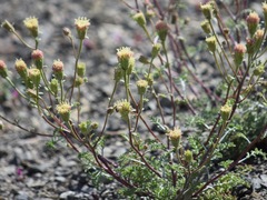 Chaenactis douglasii douglasii
