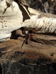 Asthenoctenus borellii