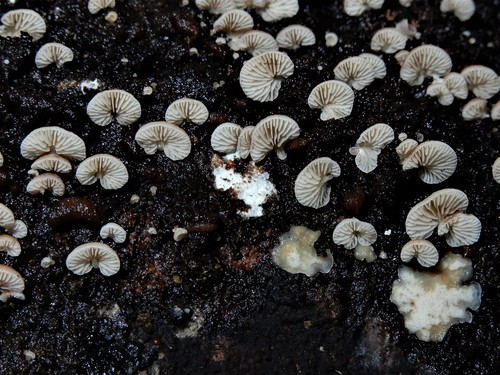 Crepidotus nanicus image