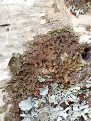 Melanohalea olivacea