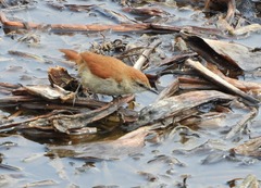 Certhiaxis cinnamomeus