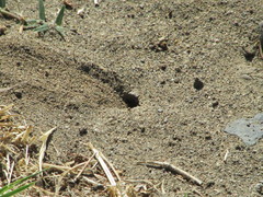 Bembix americana comata