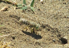 Bembix americana comata