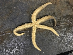 Stylasterias forreri