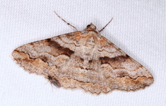 Gastrinodes bitaeniaria