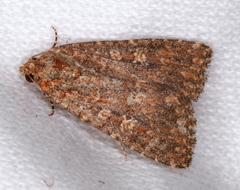 Hypoperigea tonsa