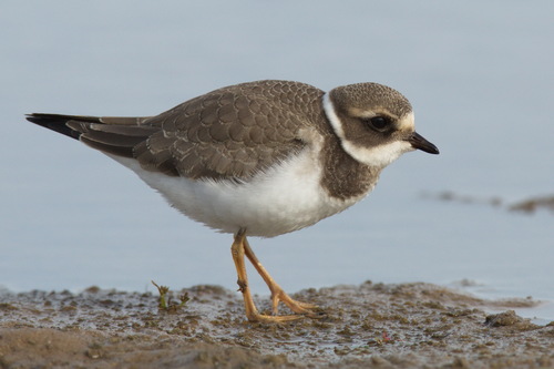 Common Ringed Plover