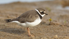 Common Ringed Plover photo 1