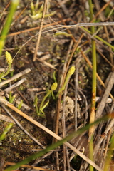 Phylloglossum drummondii