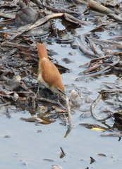 Certhiaxis cinnamomeus