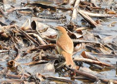 Certhiaxis cinnamomeus