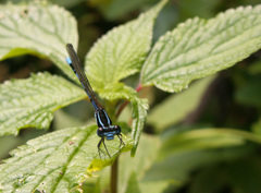 Argia concinna
