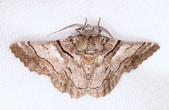 Hypobapta diffundens