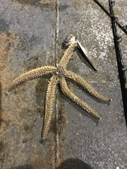 Stylasterias forreri