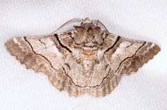 Hypobapta diffundens