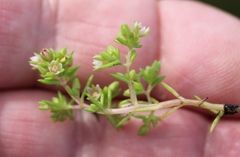 Cerastium capense