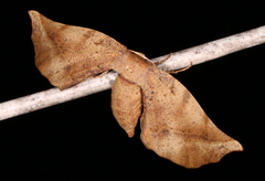 Parepisparis excusata