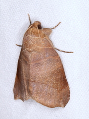 Bastilla hamatilis