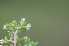 Cerastium capense