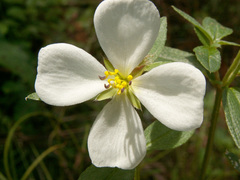 Pterolepis glomerata