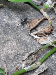 Acromyrmex octospinosus