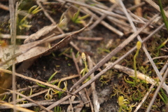 Phylloglossum drummondii