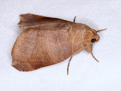 Bastilla hamatilis