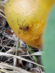 Acromyrmex octospinosus