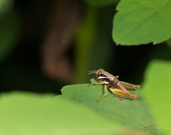 Melanoplus gracilis