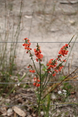 Sphaerolobium grandiflorum