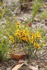 Sphaerolobium medium