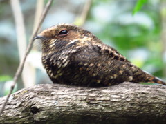 Antrostomus arizonae