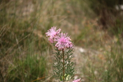 Isopogoninae