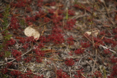 Drosera roseana