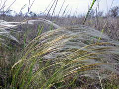 Stipa borysthenica