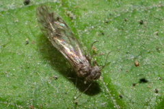 Psocomorpha