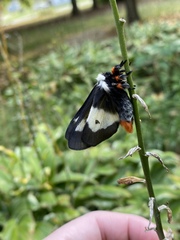 Hemileuca maia