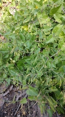 Commicarpus