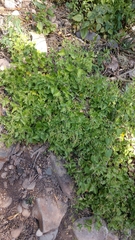 Commicarpus