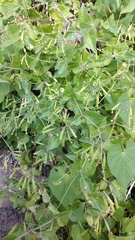 Commicarpus