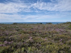 Agathosma serpyllacea