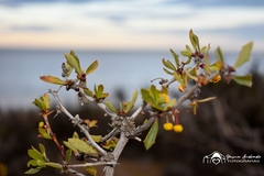 Berberis microphylla