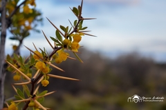 Berberis microphylla