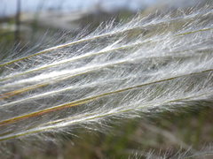 Stipa borysthenica