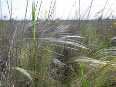Stipa borysthenica