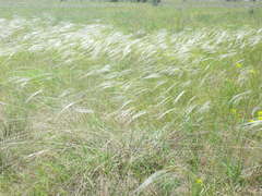 Stipa borysthenica