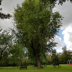 Ulmus pumila